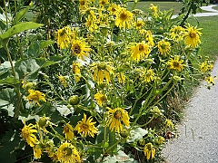 086 Longwood Gardens [2008 August 23]